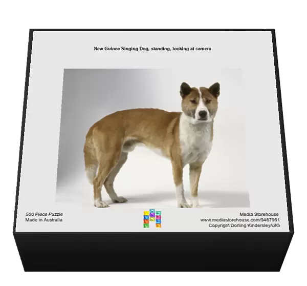 New Guinea Singing Dog, standing, looking at camera