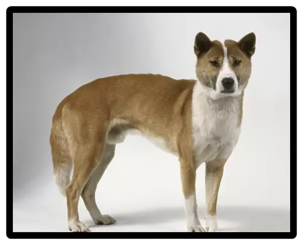 New Guinea Singing Dog, standing, looking at camera