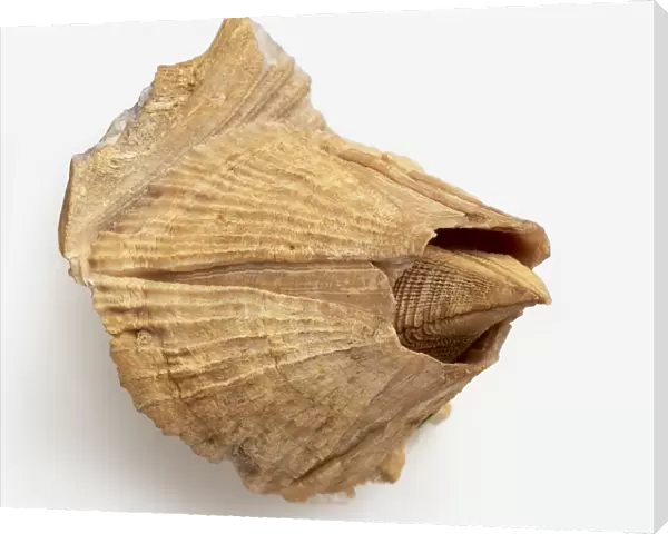Crustacea - Balanus: Barnacle, shaped like truncated cone