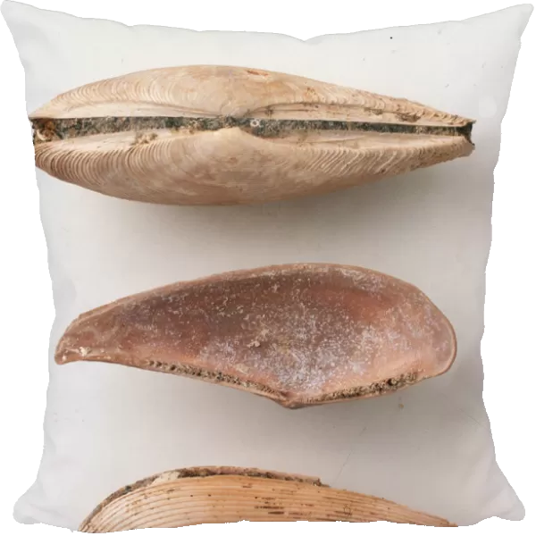 Bivalves - Nuculana: The joined valves, the interior and the exterior of the nut clam or Nuculana marieana (Aldrich), which lives burrowed into mud and sand at a wide range of depths and temperatures