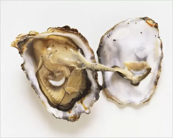 Open oyster shell, front view