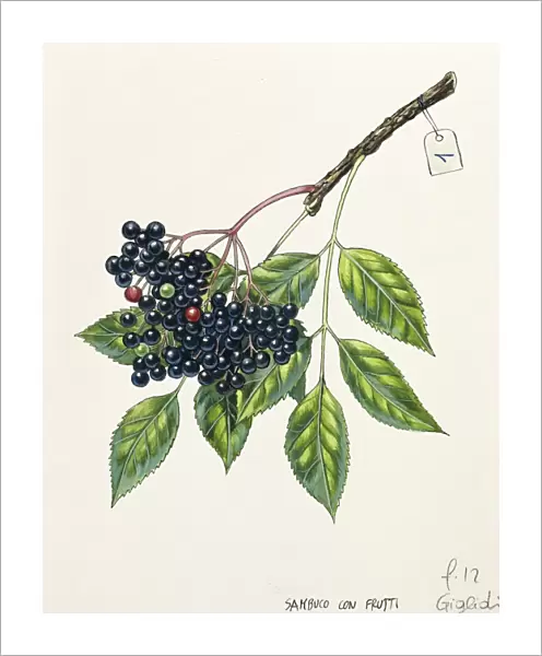 Adoxaceae, Leaves and fruits of Common elderberry or Black elder or Bourtree or Pipe tree Sambucus nigra, illustration