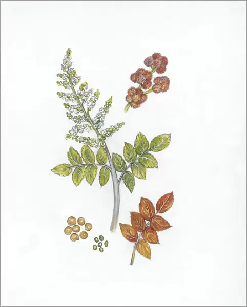 Botany, Trees, Anacardiaceae, Elm-leaved sumach Rhus coriaria, Illustration