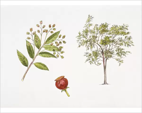 Vaccinium emirnense plant with flower, leaf and berry, illustration
