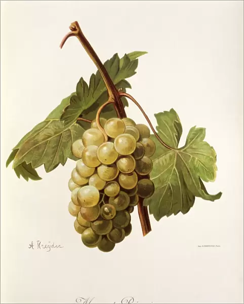 Muscat Regnier grape, illustration by A. Kreyder