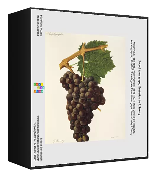 Pecoui-touar grape, illustration by J. Troncy