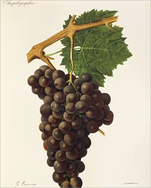 Pecoui-touar grape, illustration by J. Troncy