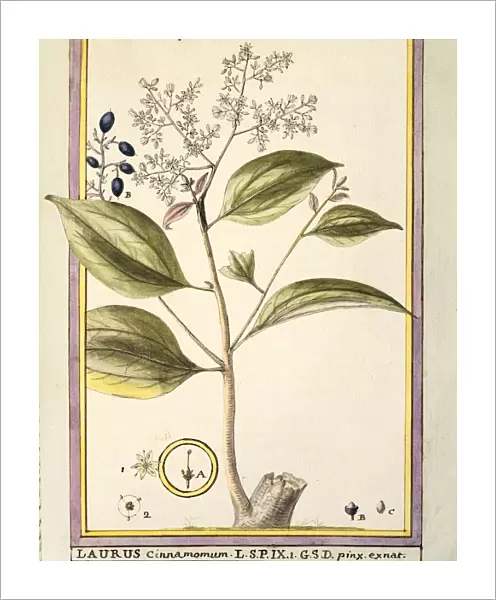Cinnamon (Laurus cinnamomum), watercolour by Delahaye, 1789