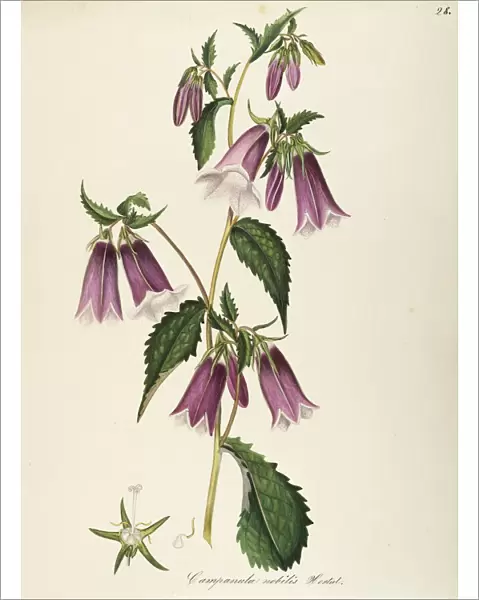 Campanulaceae, Spotted Bellflower (Campanula punctata). Herbaceous perennial plant for flower beds, native to Siberia and Japan, by Maddalena Lisa Mussino, watercolor, 1848-1849