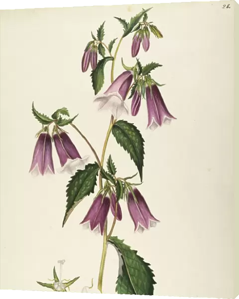 Campanulaceae, Spotted Bellflower (Campanula punctata). Herbaceous perennial plant for flower beds, native to Siberia and Japan, by Maddalena Lisa Mussino, watercolor, 1848-1849