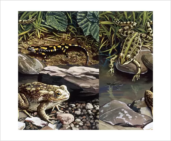Two frogs and salamander by water, illustration