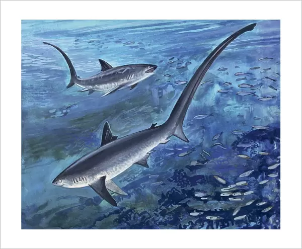Long tailed thresher shark swimming underwater (Alopias Vulpinus)