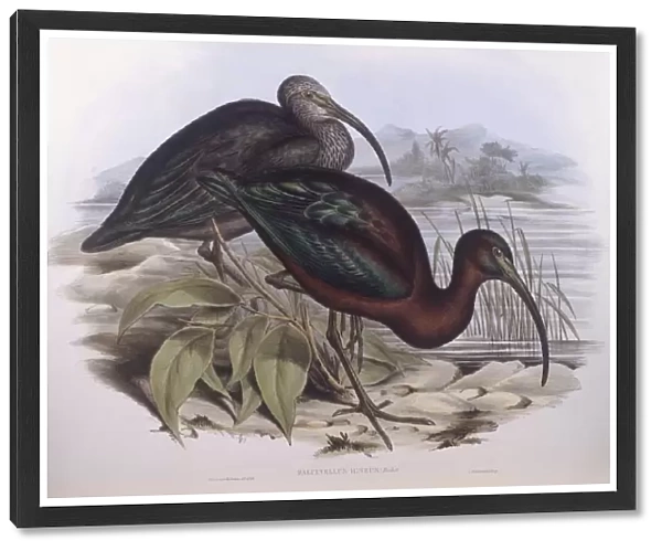 Glossy ibis (Plegadis falcinellus), Engraving by John Gould