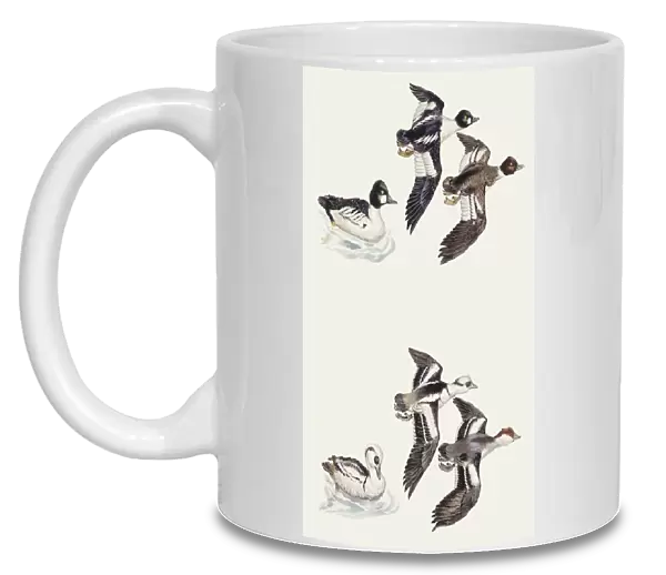 Zoology: Birds, Common Goldeneye (Bucephala clangula), illustration