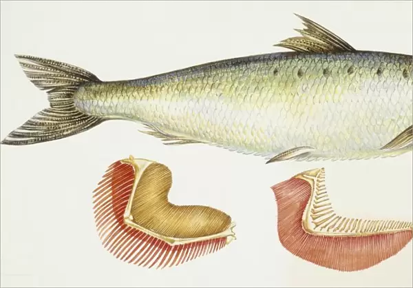 Fishes: Twaite shad (Alosa fallax), illustration