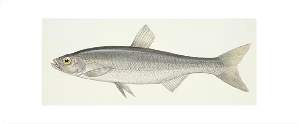 Fishes: Bleak (Albrunus albrunus alborella), illustration