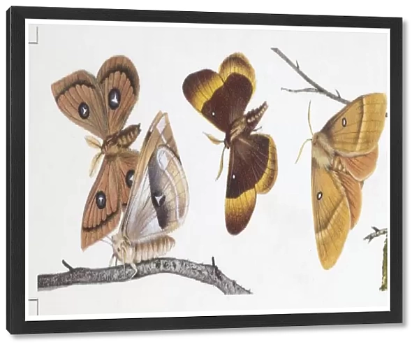 Butterflies sexual dimorphism, illustration