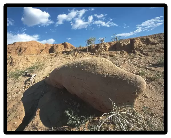Mongolia, Gobi Desert, Bayanzag Valley, Fossilized dinosaur bones