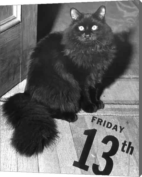Black cat on Friday the 13th