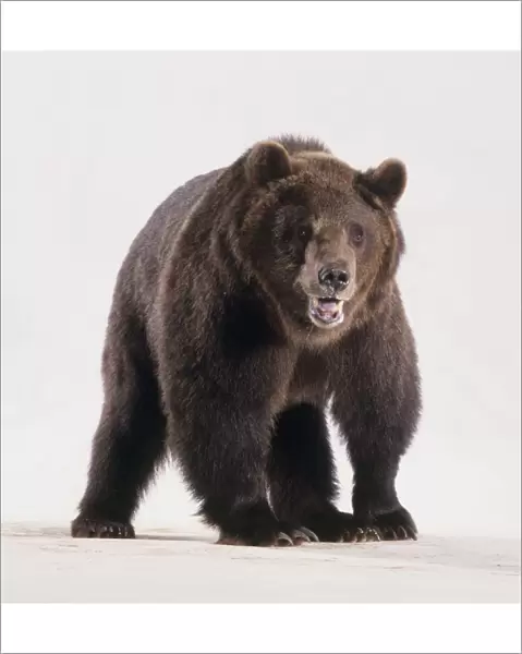 Brown bear (Ursus arctos) facing forward