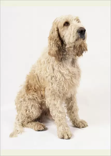 A white or cream curly-haired Grand Griffon Vendeen, sitting on its haunches