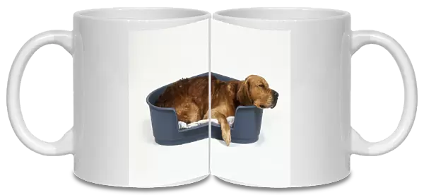Golden Retriever asleep in dog bed, side view