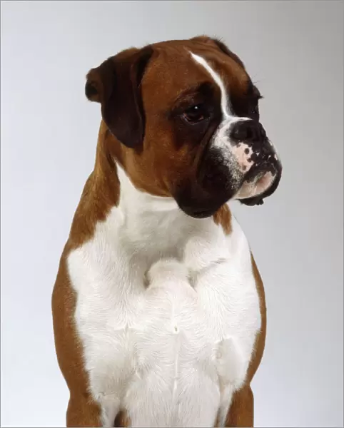 A scowling brown boxer with a muscular white chest, head and neck only