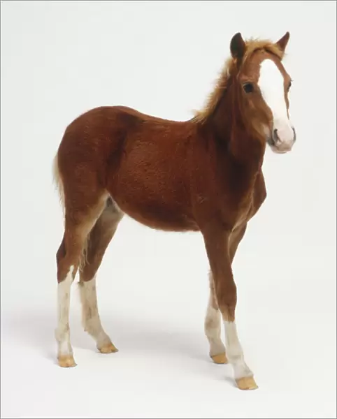 Standing chestnut brown foal (Equus caballus) with white markings on face and lower legs, side view