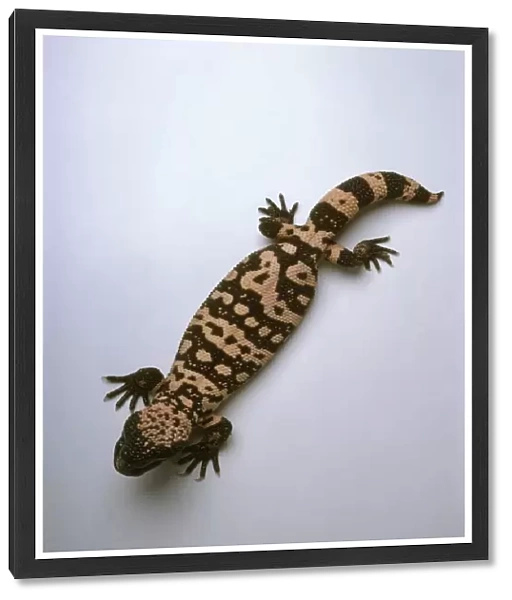 Gila monster (Heloderma suspectum), view from above