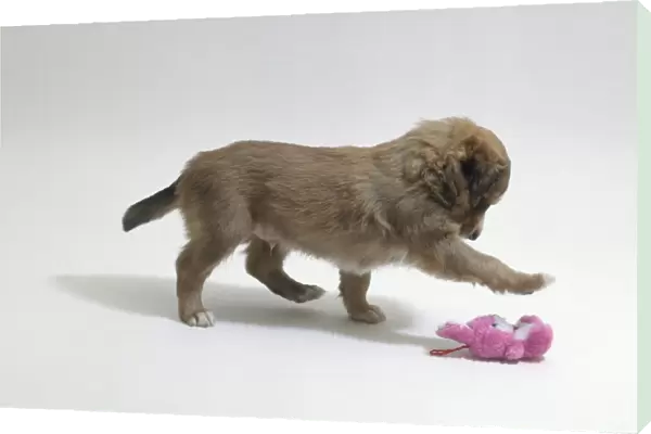 Brown puppy playing with pink soft toy, side view