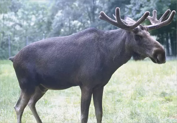 Moose (Alces alces) standing in grass, side view