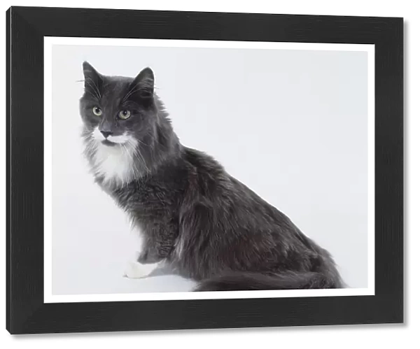 Blue and White Maine Coon cat with longish neck and body emphasising body length, sitting