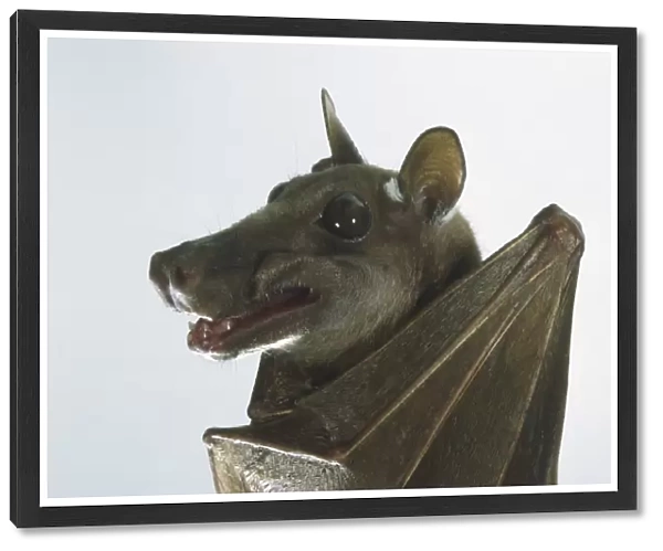 Franquets Epauletted Fruit Bat (Epomops franqueti), close up