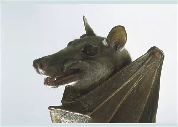 Franquets Epauletted Fruit Bat (Epomops franqueti), close up