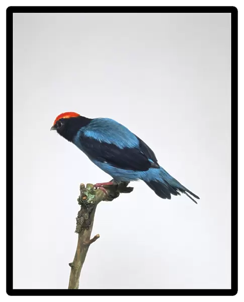 Blue Manakin or Swallow-tailed Manakin (Chiroxiphia caudata) perching on branch showing vivid red plumage on top of head and blue on back