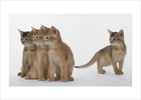 Three Abyssinian kittens looking in the same direction, one kitten standing apart from the group