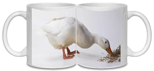 A White Duck (Anatidae) building a nest, side view