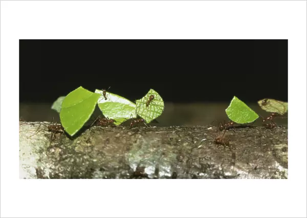 Atta ants carrying leaves back to nest