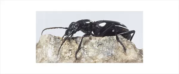 Ground Beetle, large compact eyes, large strong mandibles for chopping up food, long antennae, hairs on body and legs, rows of dots along wing cases, standing on rock, side view