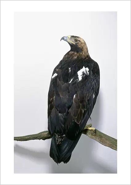 Rear view of an Imperial eagle (Aquila heliaca) perched on a branch, looking over shoulder
