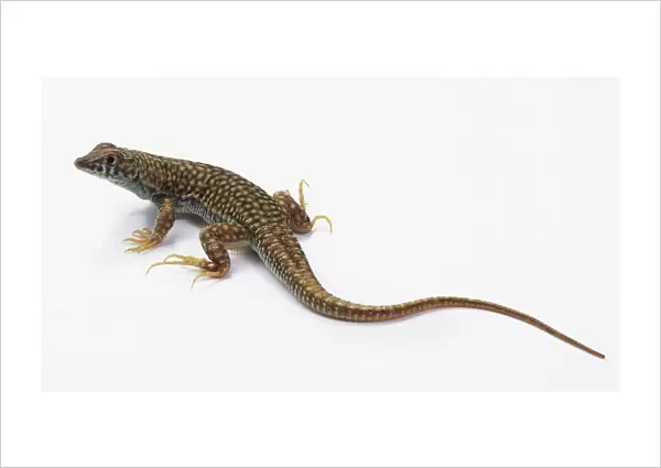 Fringe-Toed Lizard, Uma notata, with head raised