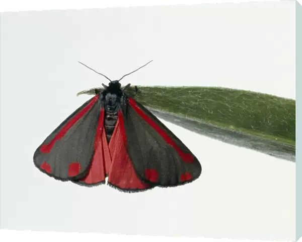 Cinnabar moth (Tyria jacobaeae) on a leaf