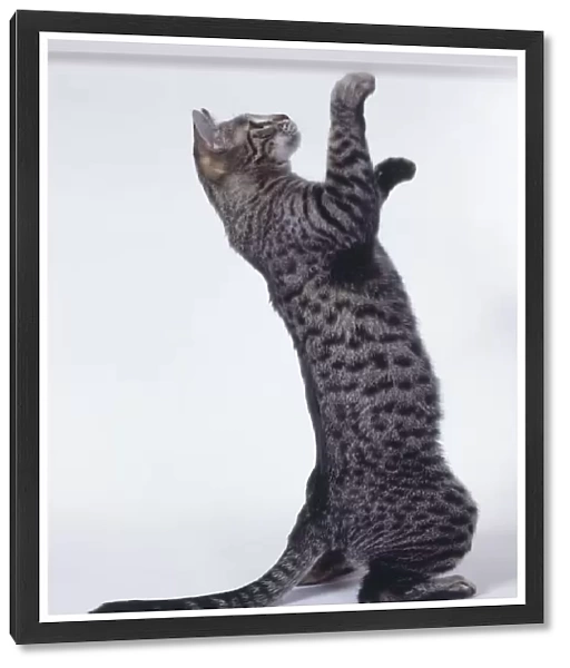 Brown Californian Spangled cat with spots on back and sides, standing on rear legs, reaching up