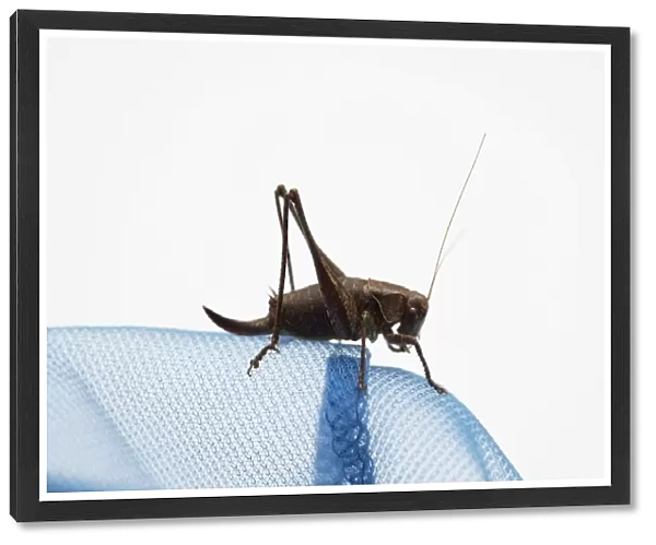 Bush cricket (Katydid) sitting on blue fabric, side view