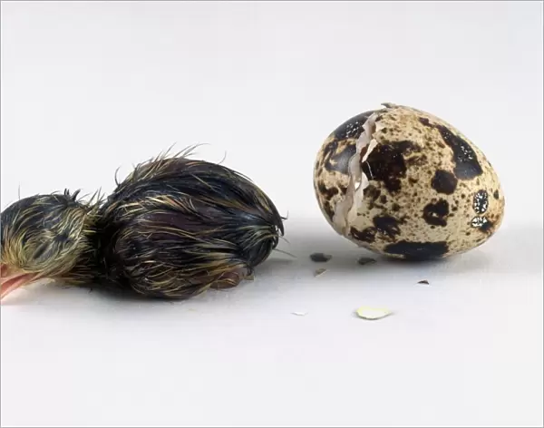 Japanese quail (Coturnix japonica) hatchling next to broken egg shell