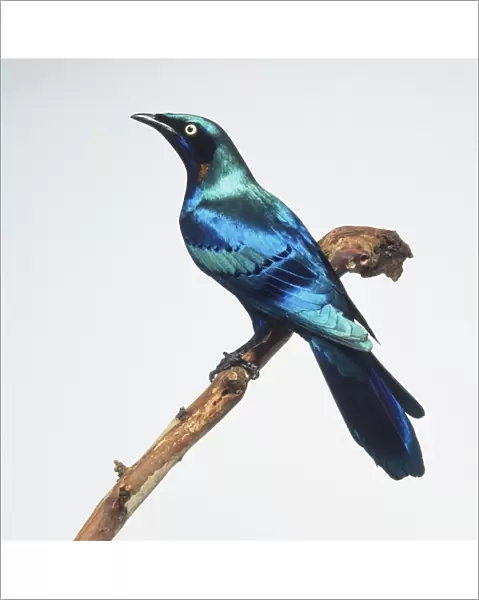 Side view of a Splendid Glossy Starling, perching on a branch, with head in profile, showing bronze neck coverts, dark tips of wing coverts, long wings, and long, broad tail