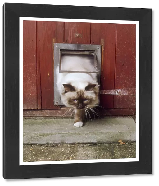 Cat going out through a cat flap, outside, one front paw on ground, head forward