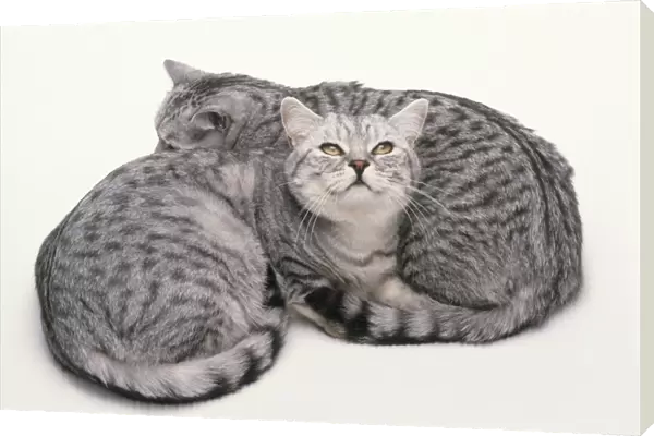 Two Silver Spotted British Shorthair cat lying together, one looking up