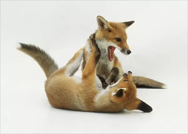Two fox cubs (Vulpes vulpes) playing