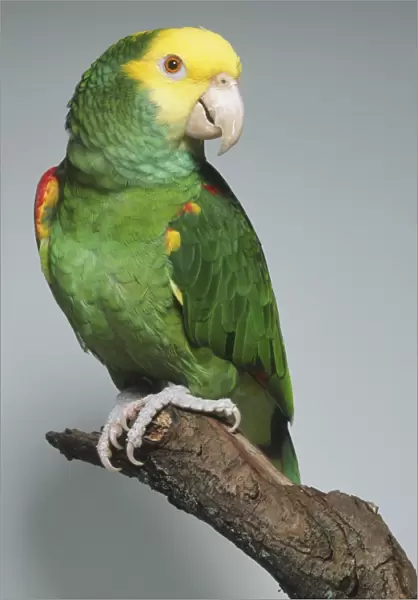 Yellow-headed Parrot (Amazona oratrix), sitting on a branch looking over its shoulder, beak slightly opened